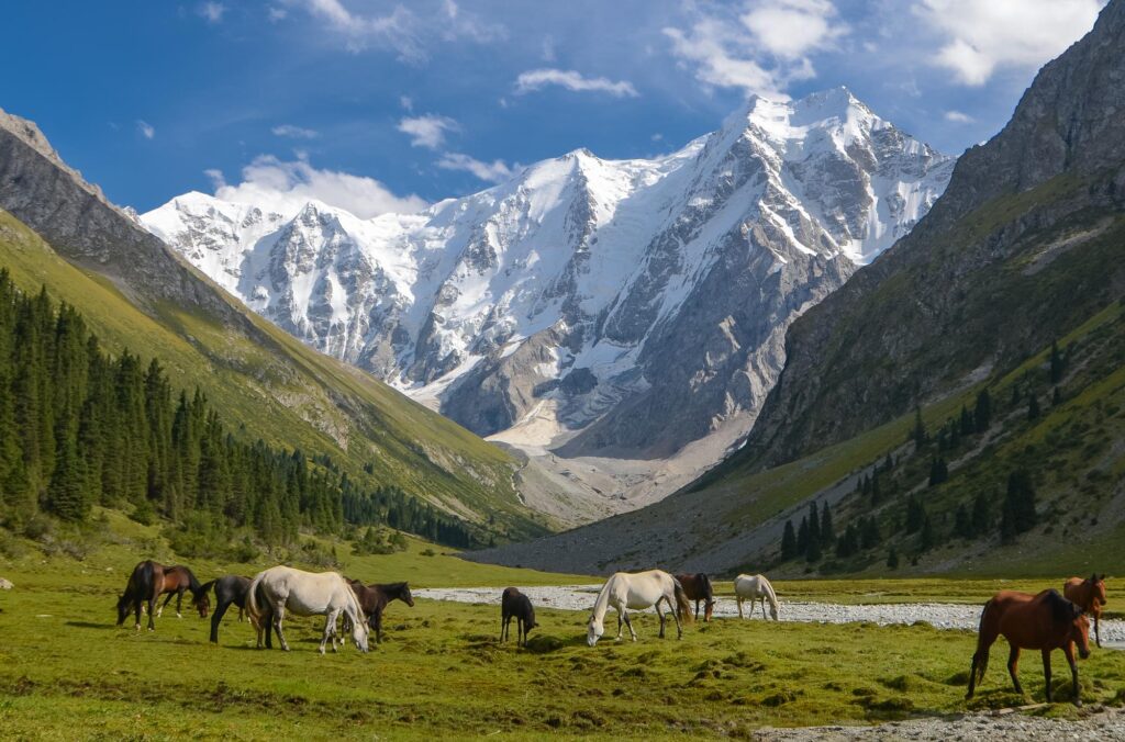 高山草原上的野馬